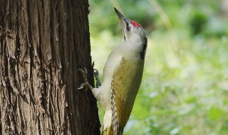 啄木鸟的天敌 啄木鸟的天敌简单介绍
