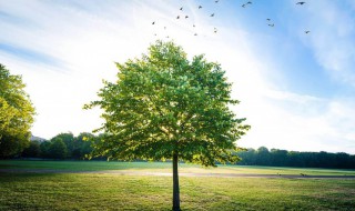 我国栽种的树木年轮较密的一方向着哪面 我国栽种的树木年轮较密的一方向简述