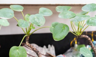 镜面 草种植方法 镜面草如何种植