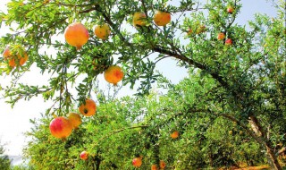 石榴树如何做防寒 石榴树防寒方法介绍