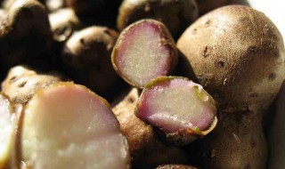 山药豆的吃法和功效 山药豆的吃法和功效是什么