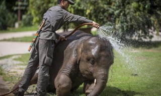 还有什么称大象的方法 称大象的方法有哪些