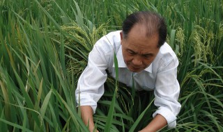 杂交水稻之父袁隆平的故事 杂交水稻之父袁隆平的故事简述