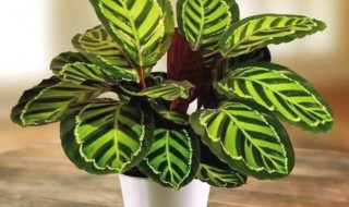 孔雀竹芋分株繁殖方法 孔雀竹芋如何繁殖