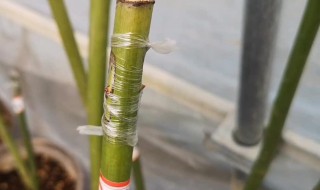 嫁接技术的几种方法 接技术几种方法介绍