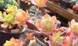 多肉大白凤扦插繁殖方法 多肉大白凤如何扦插繁殖