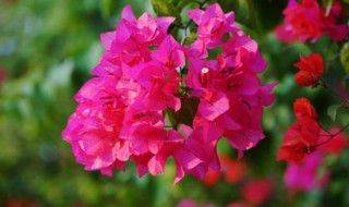 三角梅的扦插方法 三角梅如何扦插