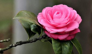 山茶花开花前养殖方法 茶花开花期间怎么养护