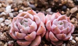 多肉血燕的繁殖方法 多肉血燕如何繁殖