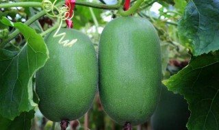 大棚节瓜种植方法 大棚节瓜种植方法是什么呢