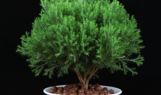 雾凇盆栽养冬季殖方法 雾凇盆栽如何养殖