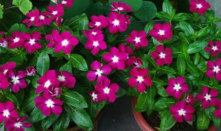 长春花的繁殖方法技巧 长春花如何繁殖