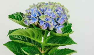 宜多绣球养殖方法和注意事项 宜多绣球如何养殖有何注意事项