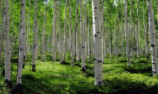 杨树扦插育苗的方法要点 杨树如何扦插育苗