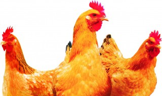 肉鸡增肥的几个小方法 肉鸡增肥方法推荐