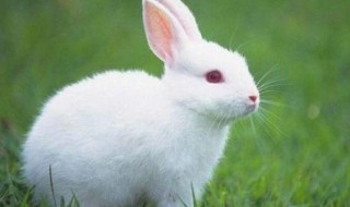 2021年生肖兔的财运怎么样 2021年生肖兔旺财的月份介绍