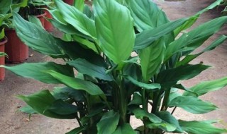 室内四季盆栽万年青的养殖方法 养殖万年青的窍门