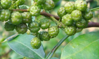 藤椒修枝技巧 修剪藤椒窍门