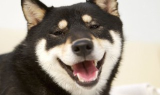 大哈是什么意思 大哈的意思是什么