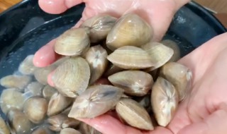 花甲怎么清洗没有泥沙 花甲怎么清洗