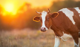 牛的雅称是什么 牛的雅称出处及翻译