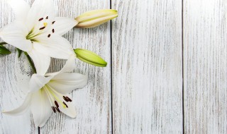 土培百合花的养殖方法与注意事项 土培百合花怎么养殖