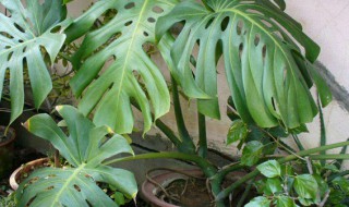 有关龟背竹的养殖方法和注意事项 龟背竹的养殖方法和注意事项怎么做