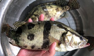 新鲜桂鱼的保存方法 怎样保存新鲜桂鱼