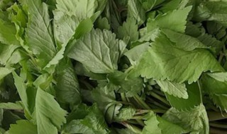 山野菜的储存方法有哪些 山野菜的储存方法是什么