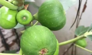 盆栽无花果春天怎么养 盆栽无花果春天的养法