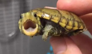 养龟风水与属相禁忌有哪些 关于养龟风水与属相禁忌