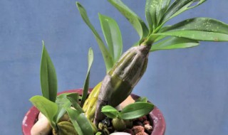 鼓槌石斛的养殖方法和注意事项 鼓槌石斛的养殖方法和注意事项有哪些