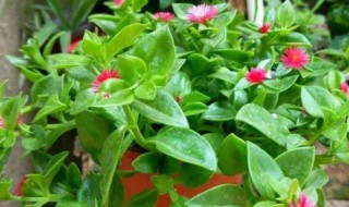 牡丹吊兰不开花解决方法 牡丹吊兰不开花怎么办