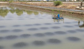 新池塘养螃蟹的重要的注意事项 关于新池塘养螃蟹的重要的注意事项