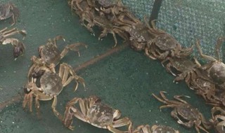 夏季螃蟹养殖的技术管理注意事项 关于夏季螃蟹养殖的技术管理注意事项