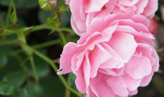 四季茶花在山东的养殖方法及注意事项 四季茶花养殖方法