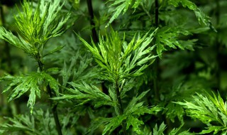 艾草的养殖方法与注意事项 艾草的养殖方法是什么