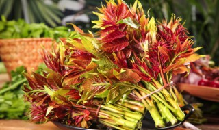 香椿保存法的做法 如何保存香椿