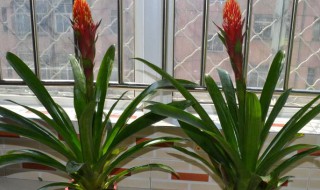 关于凤梨花的养殖技术和注意事项 凤梨花的养殖技术和注意事项介绍