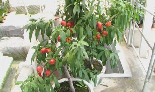 盆栽桃树怎么养 盆栽桃树的养殖方法