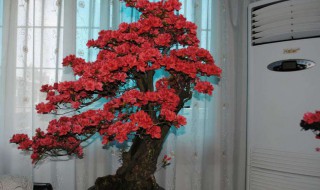 映山红盆栽怎么养 映山红盆栽养殖方法