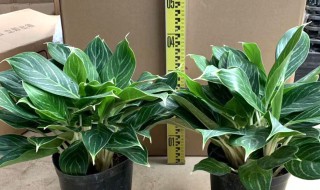 白雪公主盆栽怎么养 怎么养白雪公主盆栽