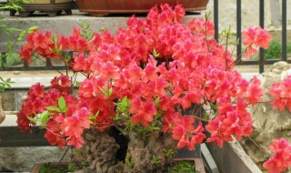 映山红盆栽要怎么养 映山红盆栽的养殖方法