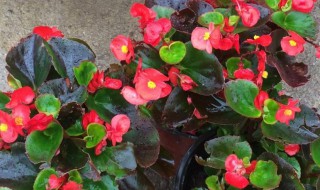 小海棠花怎么养 怎么养小海棠花