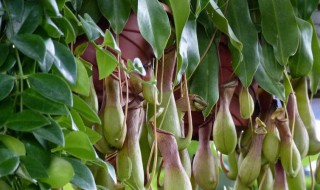 猪笼草的家庭养殖方法及注意事项 猪笼草的家庭养殖方法及注意事项的介绍