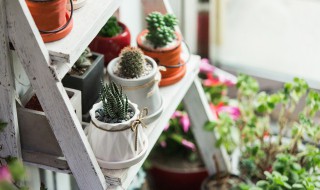 盆养蚯蚓养殖方法和注意事项 盆养蚯蚓养殖方法和注意事项是什么呢