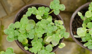 碰碰香养殖的注意事项 碰碰香养殖需要注意什么