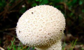 丹东蘑菇储存方法 丹东蘑菇储存方法有哪些