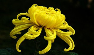 菊花诗句最出名诗句 描写菊花的著名诗句