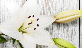 百合花的保存方法有哪些 百合花的保存方法有什么